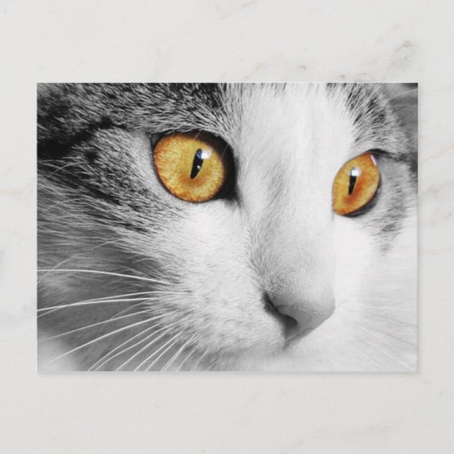 Carte Postale Chat gris et blanc (Devant)