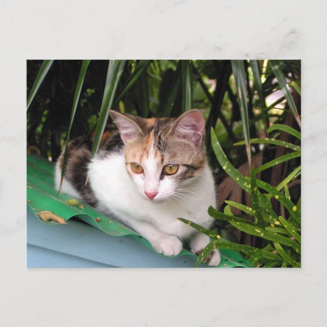 Carte Postale Chat Hemingway (Devant)
