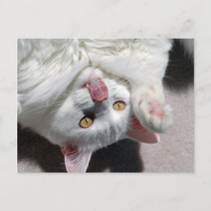 Carte Postale Chat idiot