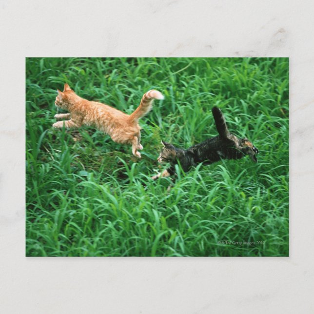 Carte Postale Chat japonais 3 (Devant)