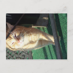 Carte Postale Chat jaune mou