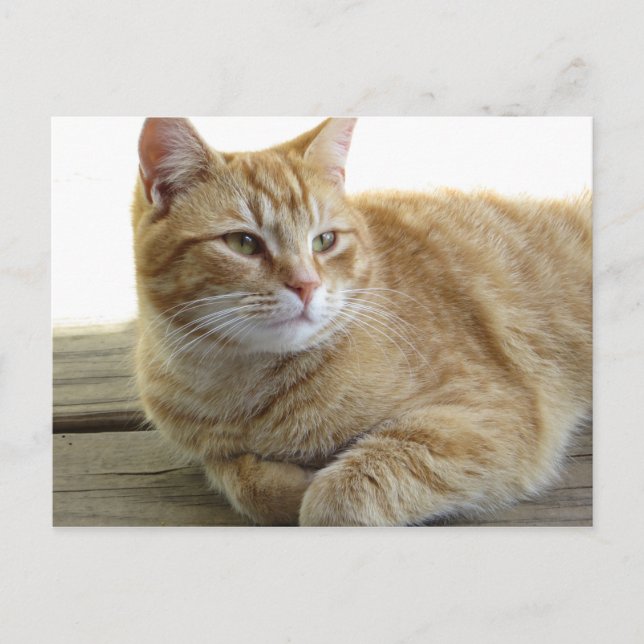 Carte Postale Chat jaune reposant (Devant)