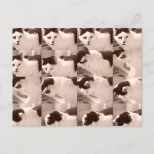 Carte Postale Chat Kitty vintage/Photo noir et blanc