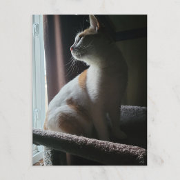 Carte Postale Chat le plus dramatique sur un arbre à chat jamais