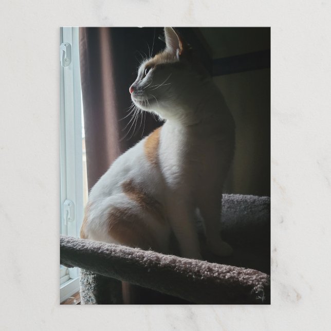 Carte Postale Chat le plus dramatique sur un arbre à chat jamais (Créateur téléchargé)