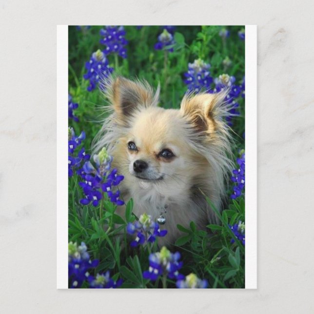Carte Postale Chat long Chihuahua en Bonnets Bleus (Devant)