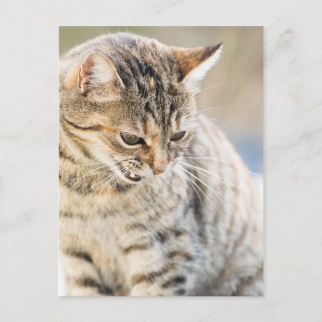 Carte Postale Chat magnifique (Devant)