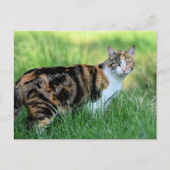 Carte Postale Chat marron et blanc (Devant)