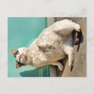 Carte Postale Chat maternel 