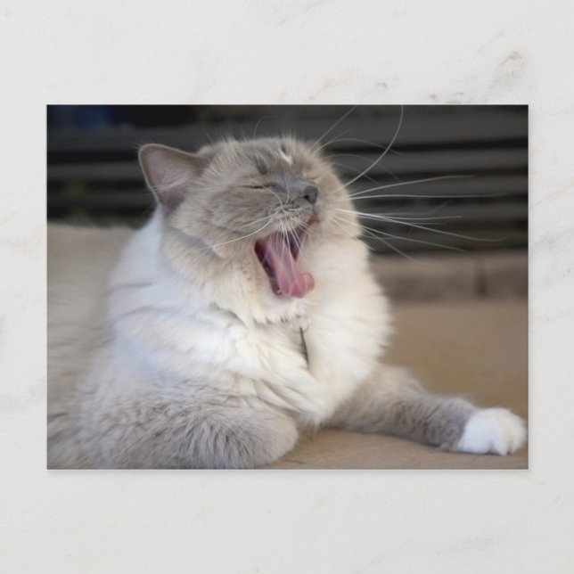 Carte Postale chat Neva Masquerade bâillant (Devant)