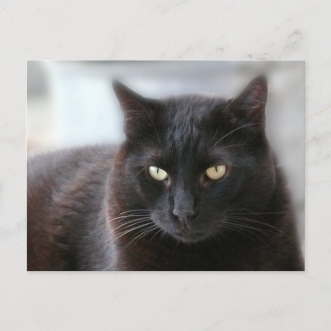 Carte Postale Chat noir (Devant)