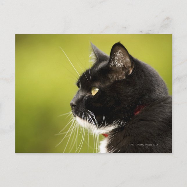 Carte Postale Chat noir (Devant)