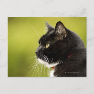 Carte Postale Chat noir