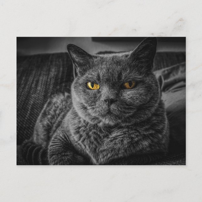 Carte Postale Chat noir (Devant)