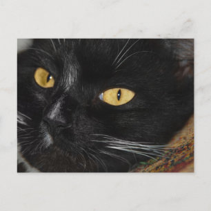 Carte Postale chat noir