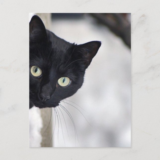 Carte Postale Chat noir (Devant)