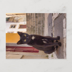 Carte Postale Chat noir