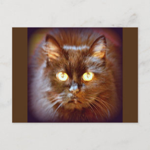 Carte Postale chat noir