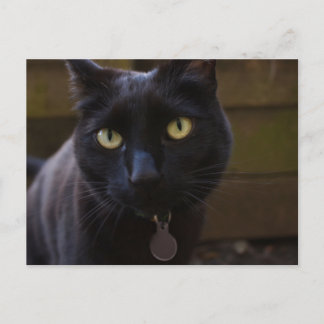Carte postale Chat noir