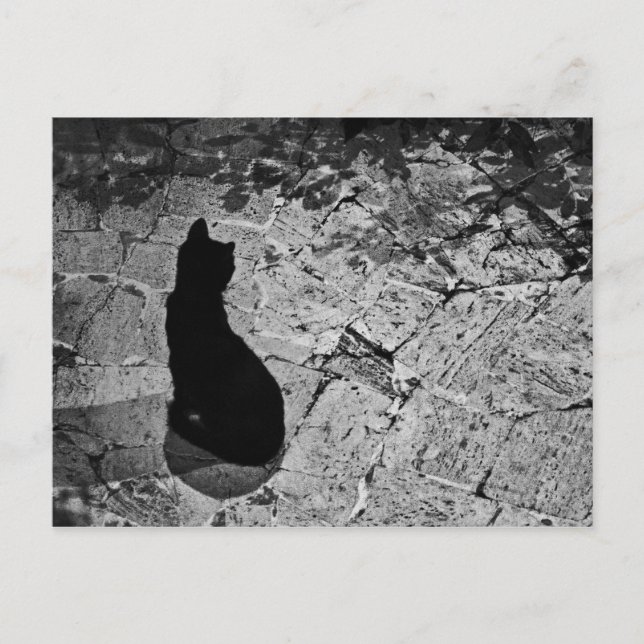 Carte Postale Chat noir (Devant)