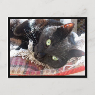Carte postale "Chat noir"