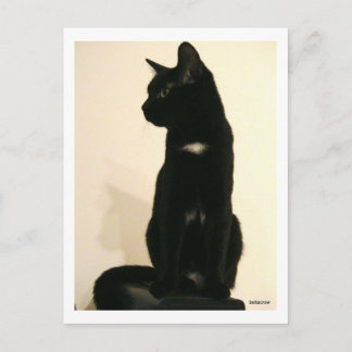 Carte Postale chat noir assis
