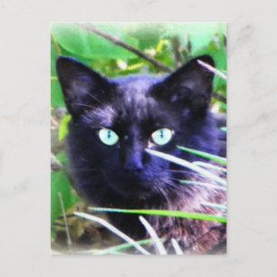 Carte Postale Chat noir aux yeux verts frappants