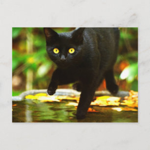 Carte Postale Chat Noir Avec Des Yeux Jaunes Saisissants