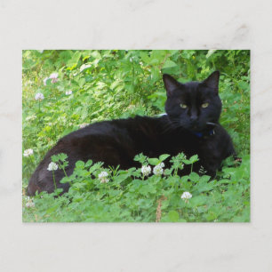 Carte Postale Chat noir couché dans les trèfles Amoureux des cha