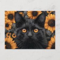 Chat noir dans le champ de tournesol