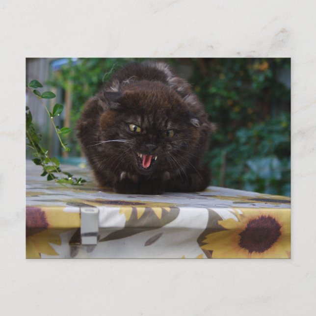 Carte Postale Chat noir en colère (Devant)