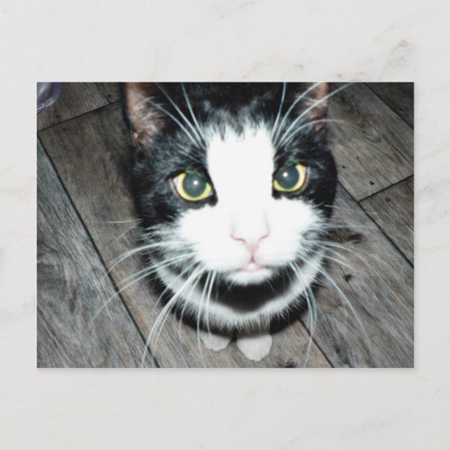 Carte Postale Chat noir et blanc (Devant)