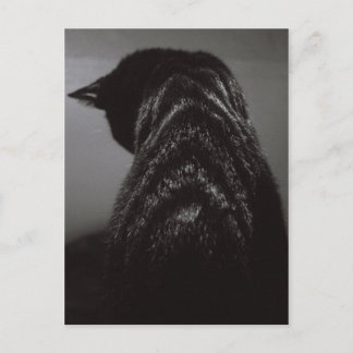 Carte Postale Chat noir et blanc