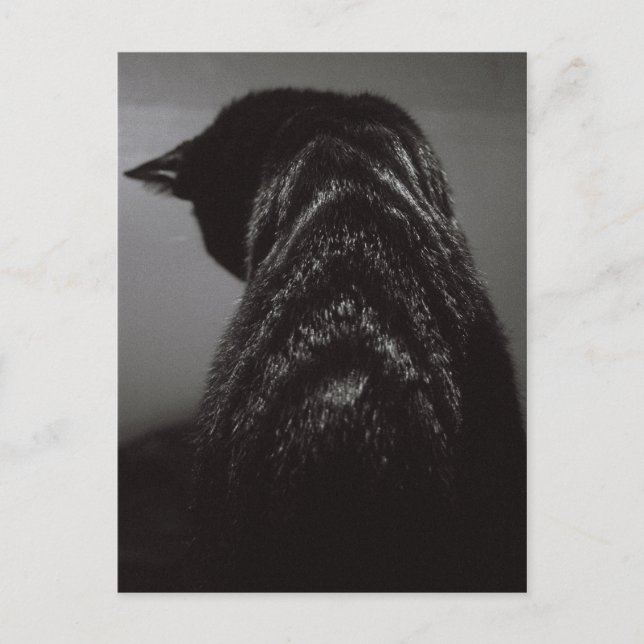 Carte Postale Chat noir et blanc (Devant)