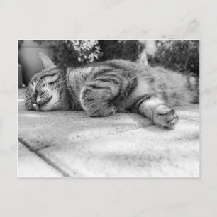 Carte Postale Chat noir et blanc dormant