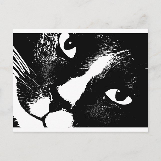 Carte Postale Chat noir et blanc face proche (Devant)