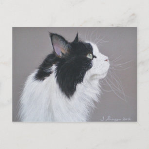 Carte Postale Chat noir et blanc Maine Coon.