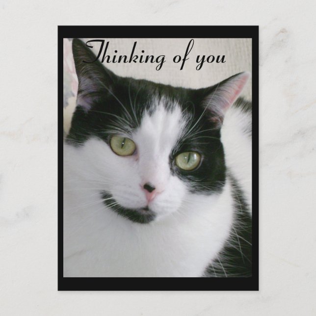 Carte Postale Chat noir et blanc qui pense à vous (Devant)