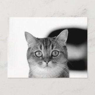 Carte Postale Chat noir et blanc regardant droit vers vous