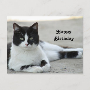 Carte Postale Chat noir et blanc Tuxedo photo Anniversaire