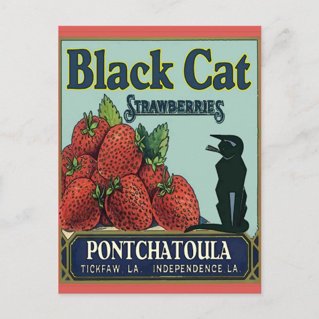Carte Postale Chat noir, fraises Pontchatoula (Devant)