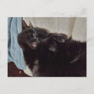 Carte Postale Chat noir Napping