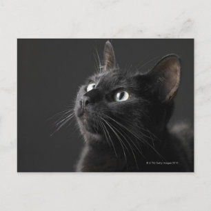 Carte Postale Chat noir sur le fond noir, plan rapproché