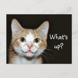 Carte Postale Chat Nosy