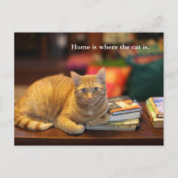Carte postale Chat orange