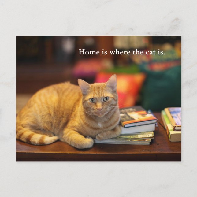 Carte postale Chat orange (Devant)