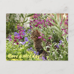 Carte Postale Chat perplexe !