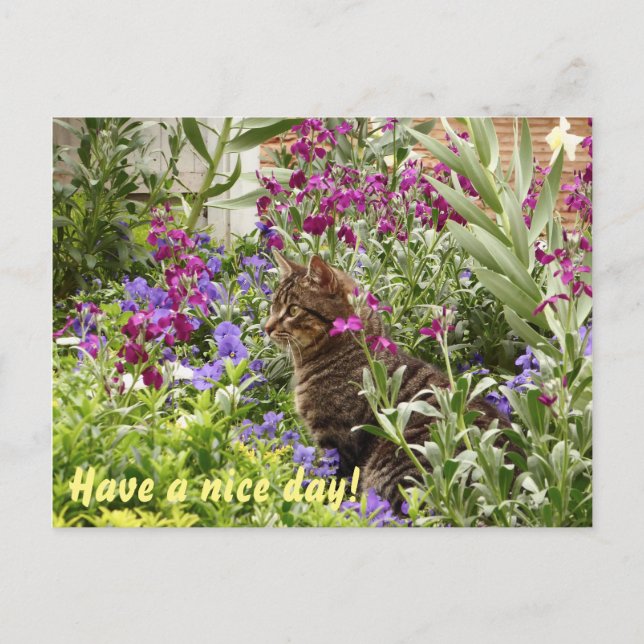 Carte Postale Chat perplexe ! (Devant)