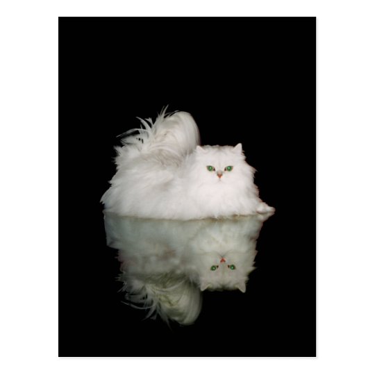 Carte Postale Chat Persan Avec Les Yeux Verts De Jade Zazzle Fr