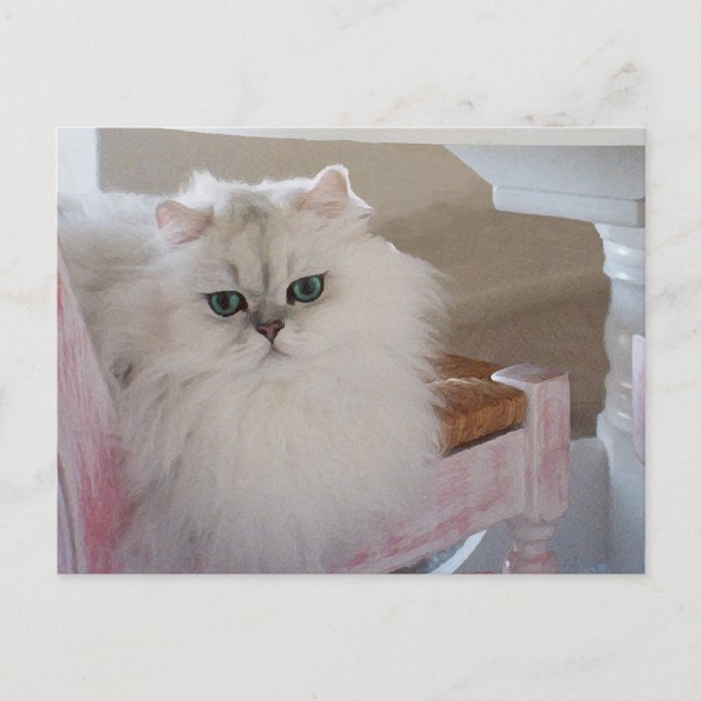 Carte Postale Chat Persan blanc sur une chaise rose (Devant)